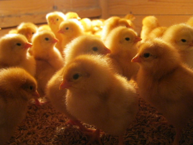 自然養鶏的な鶏の飼い方】小さな卵屋さんが教えます。 自給自足の小さな暮らしーろん農園ー