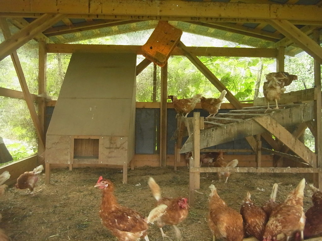 自然養鶏的な鶏の飼い方 小さな卵屋さんが教えます 自給自足の小さな暮らしーろん農園ー