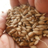 お米は、籾保存。