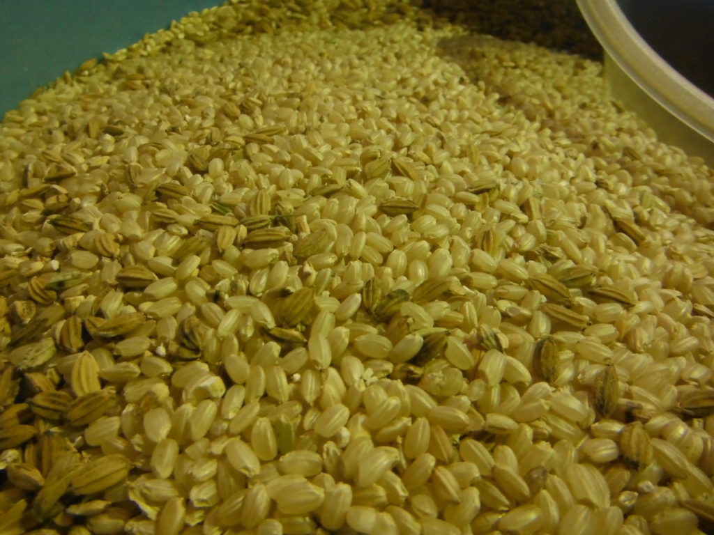 ミニダップで籾摺り一回目のお米。