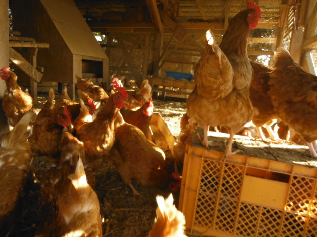 自給農家が教える 鶏の絞め方 捌き方 自給自足の小さな暮らしーろん農園ー