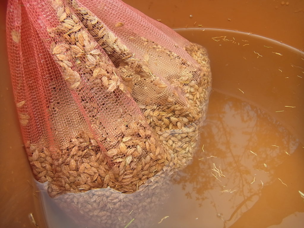 ハッピーヒル米を網の袋に入れて浸種。