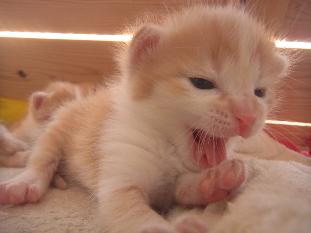 あくびをする可愛い子猫。