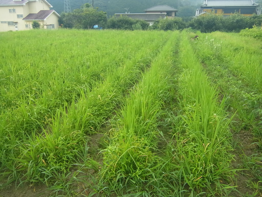 陸稲畑、草が茂ってくる。