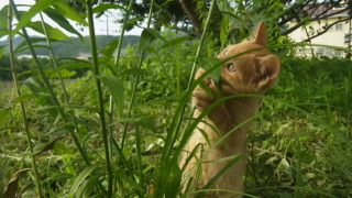 二品足で立って草を食べる子猫。