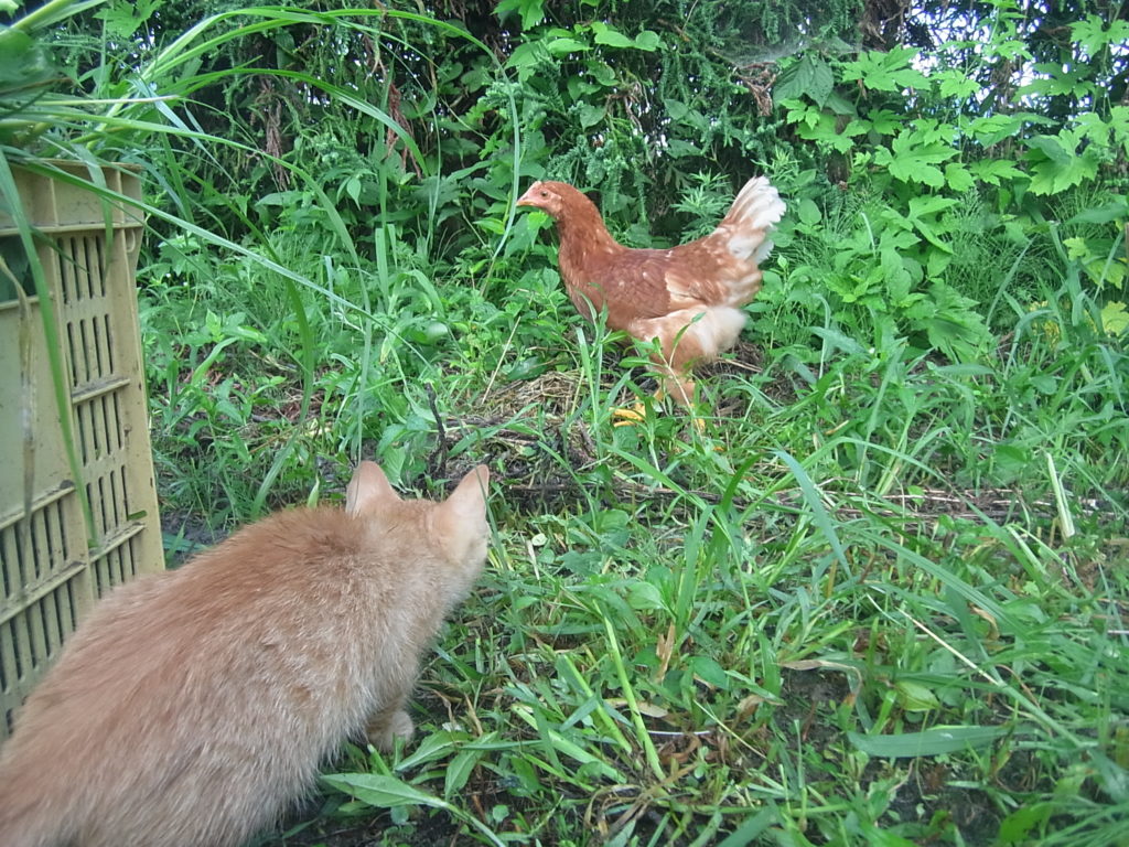 ジリジリと近寄って、鶏を狙う猫。