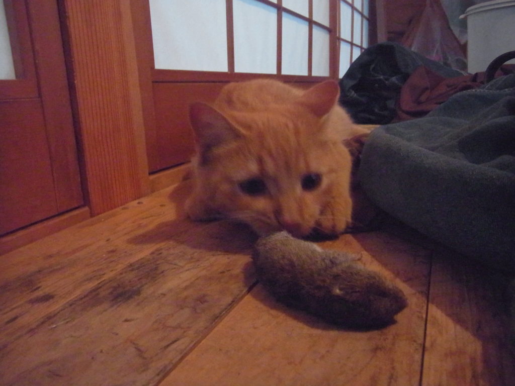 ネズミを捕まえてきた猫。