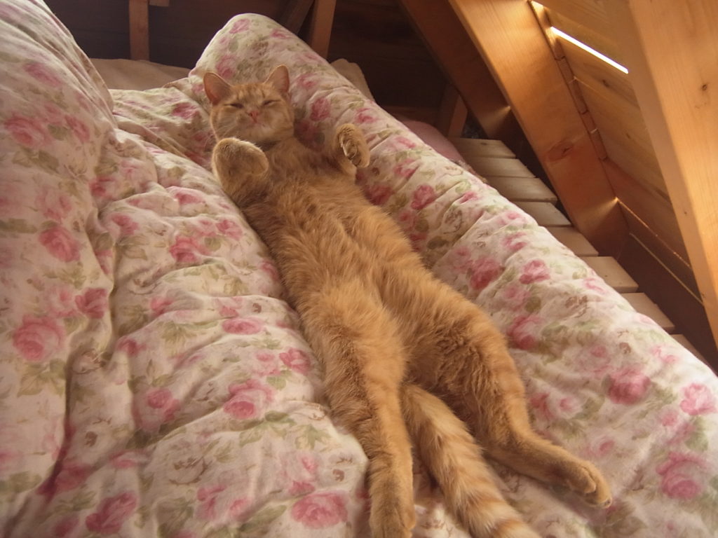 茶トラ猫が、布団の上で気持ちよさそうに仰向けで寝ている。