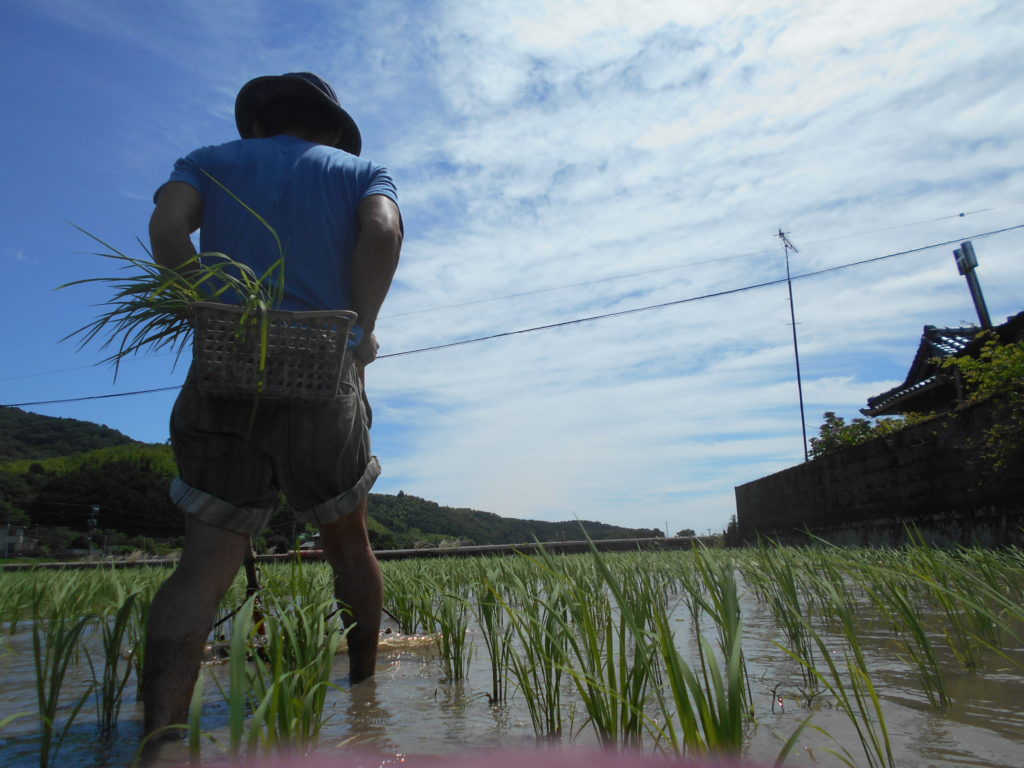 田んぼに手押し除草機に入っている。