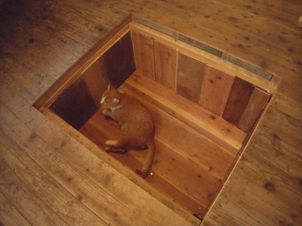 床下収納に猫が入る。