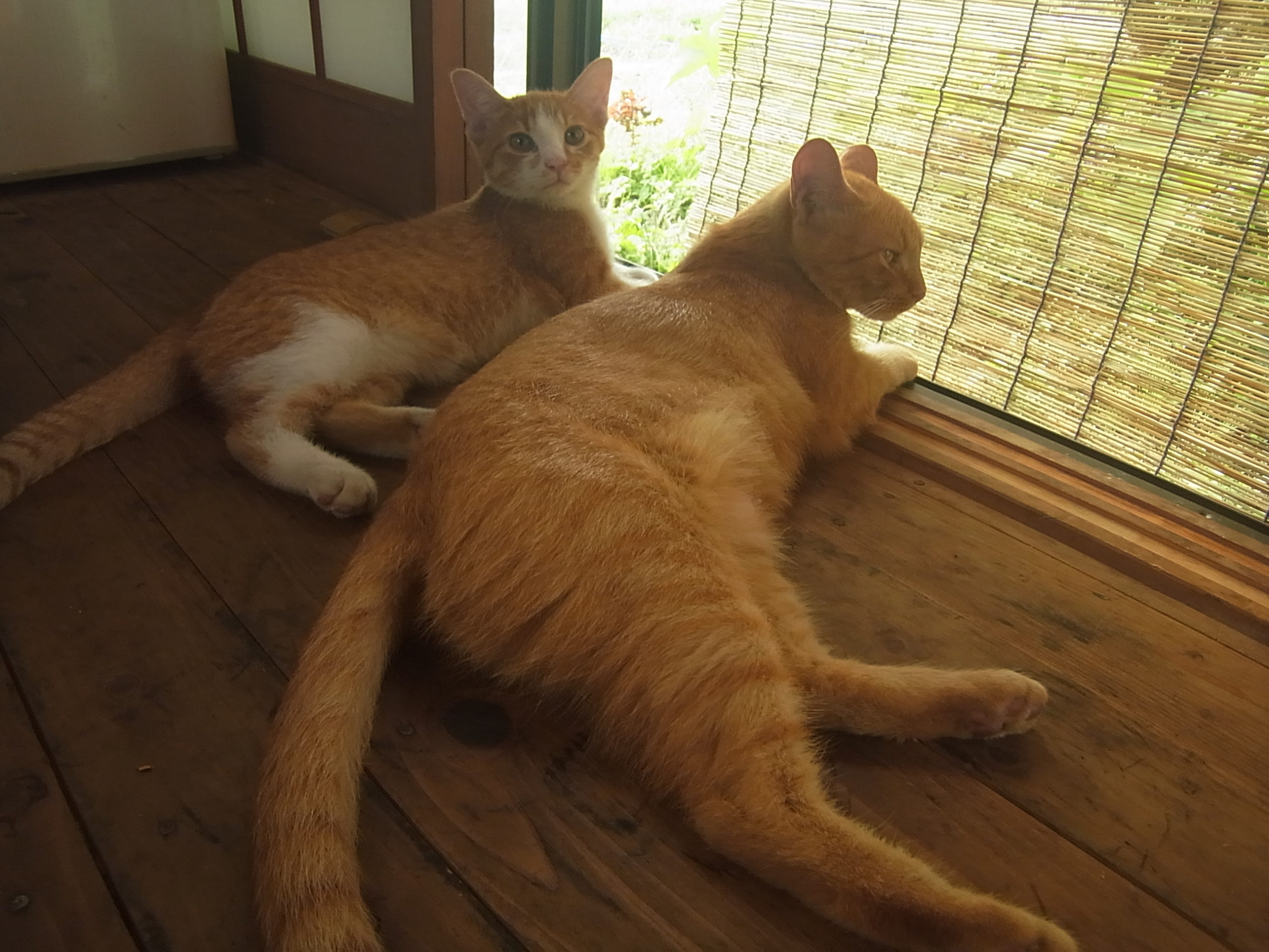 ふんばり親子猫 茶トラ patapataminzoku_ob280