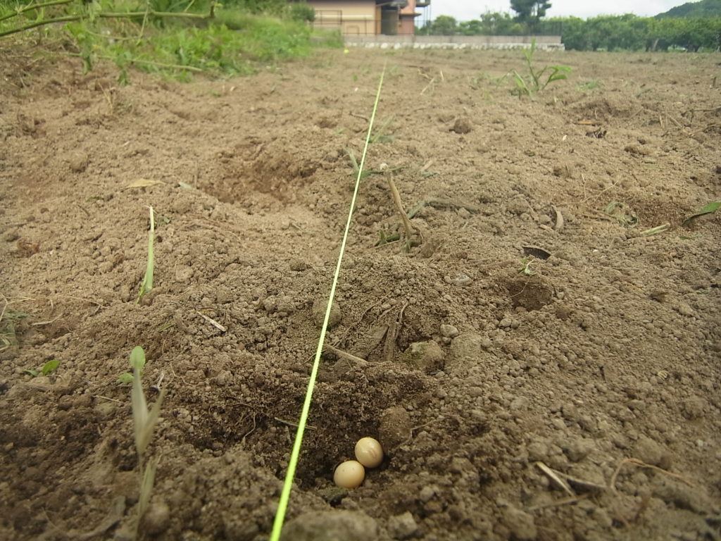 大豆の播種。