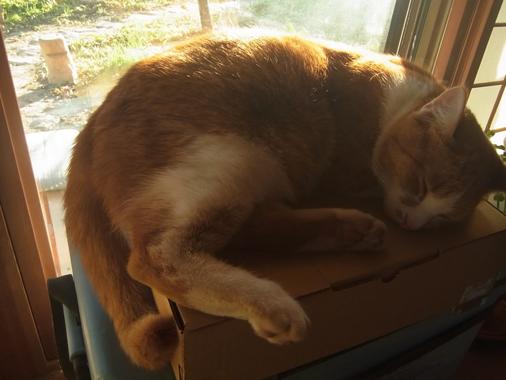 日向ぼっこして眠る茶トラ白猫。