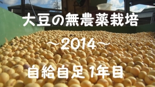 大豆の無農薬栽培２０１４