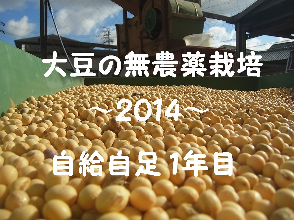 大豆の無農薬栽培２０１４．