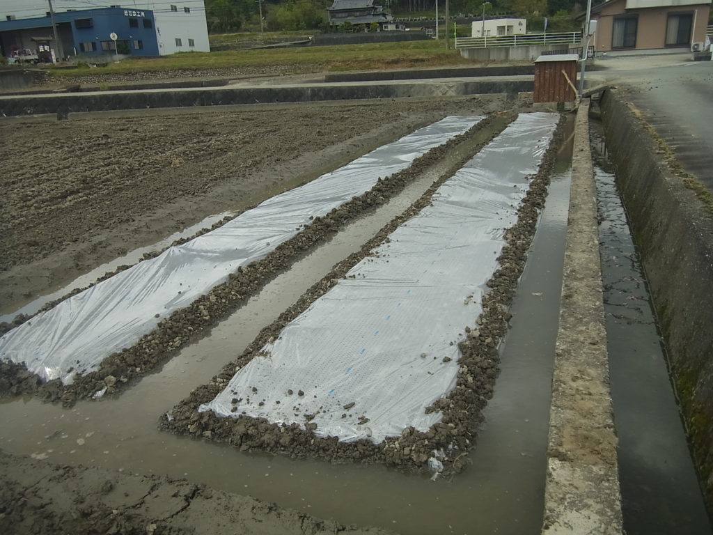 苗代に水を張る。