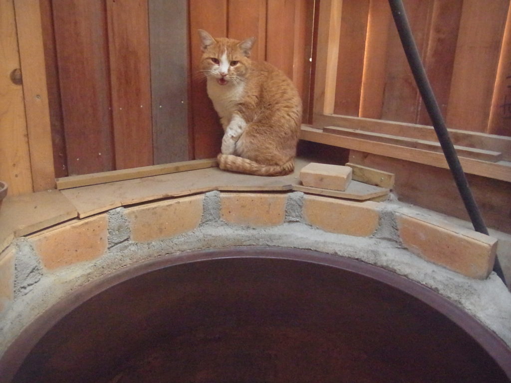 お風呂場に茶トラ白猫。