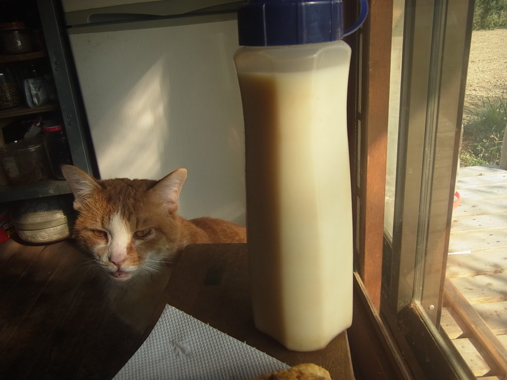 豆乳と茶トラ白猫。