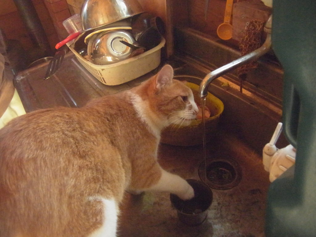 茶トラ白猫蛇口の水を飲む。