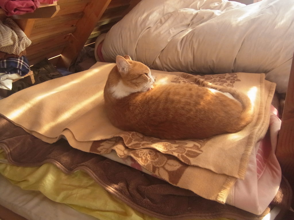麹の毛布の上で寝る猫のぢん。