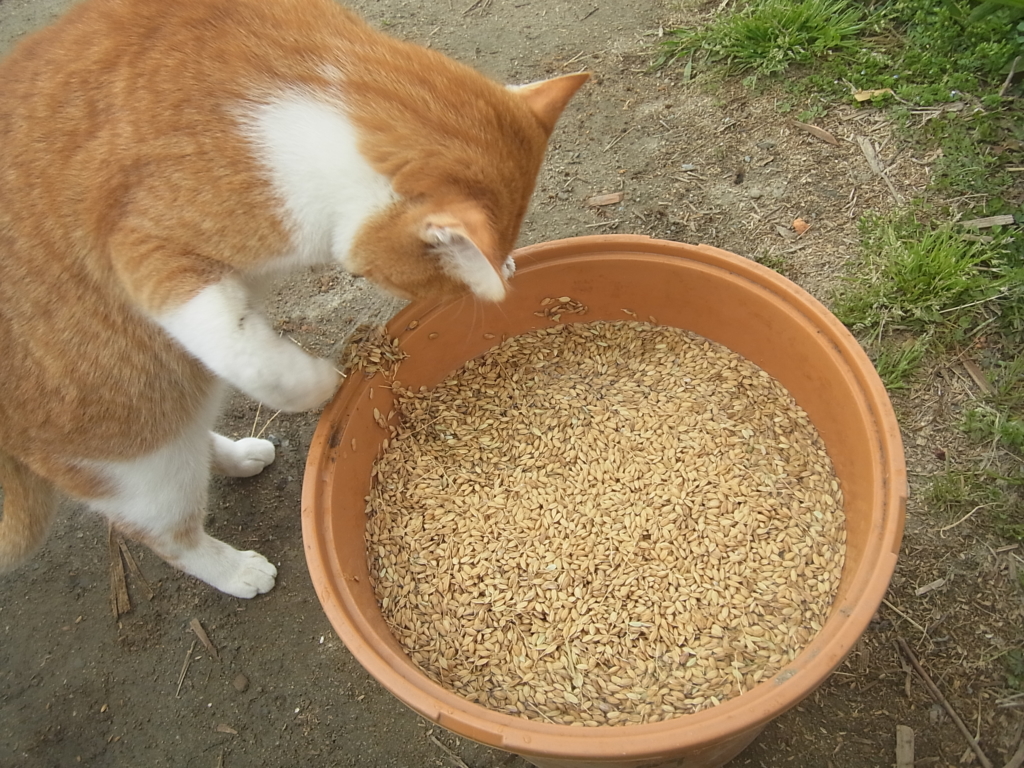 農作業のお手伝いする茶トラ白猫。