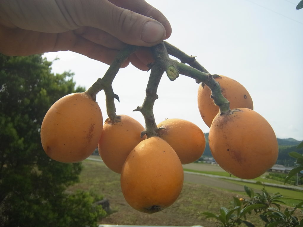ポレンジ色に熟したびわを収穫。