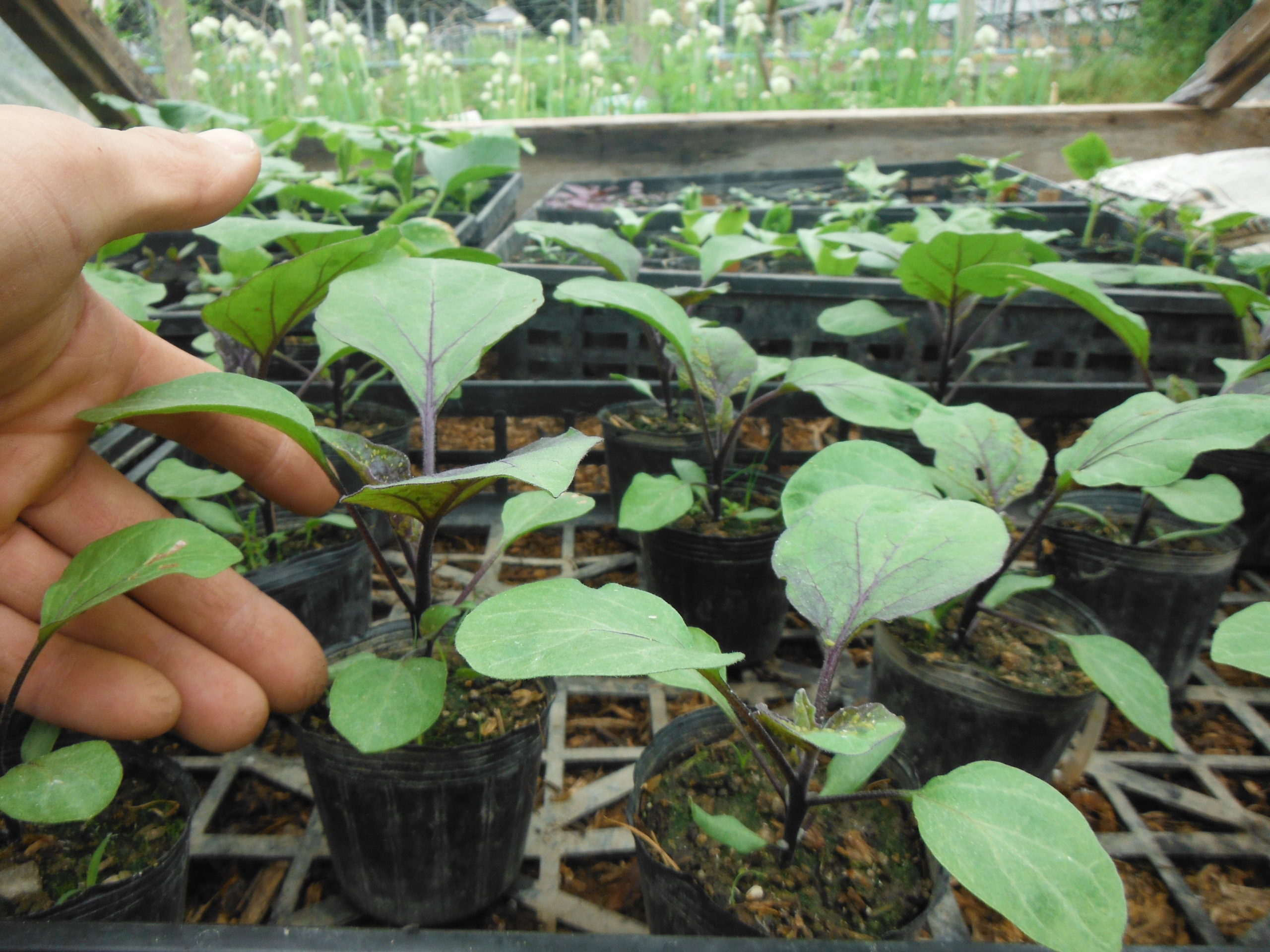 ナス科の育苗 ２０２０年の栽培記録 自給自足の小さな暮らしーろん農園ー
