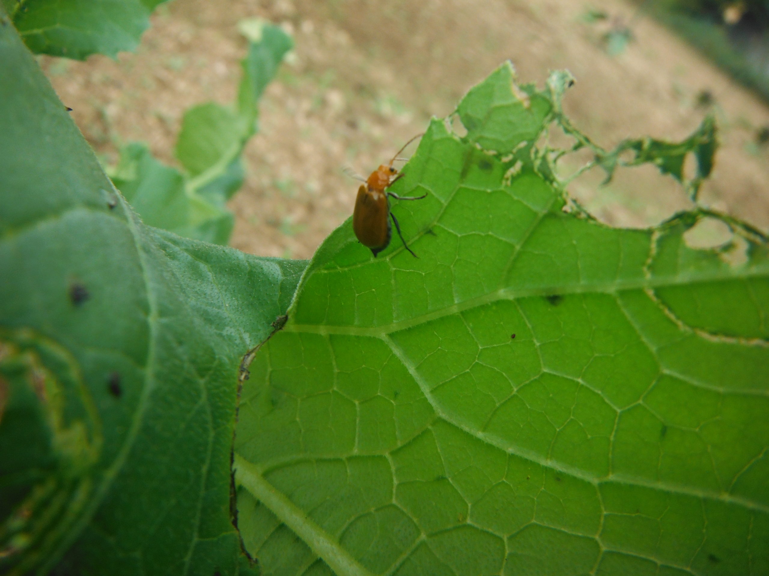 ウリハムシ対策 無農薬栽培でも 有効な方法を紹介 自給自足の小さな暮らしーろん農園ー