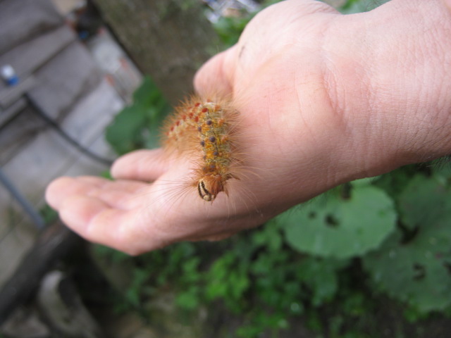 マイマイガの幼虫の毛虫を触る。