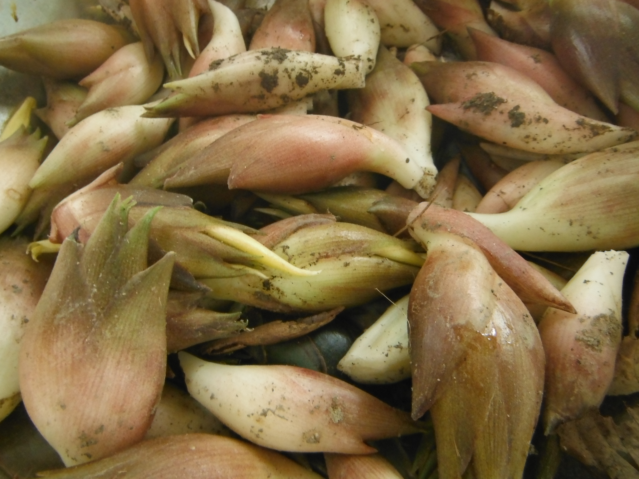 夏ミョウガの収穫 庭の片隅で 簡単に栽培してます 自給自足の小さな暮らしーろん農園ー 夏ミョウガの収穫 庭の片隅で 簡単に栽培してます 自給自足の小さな暮らしーろん農園ー