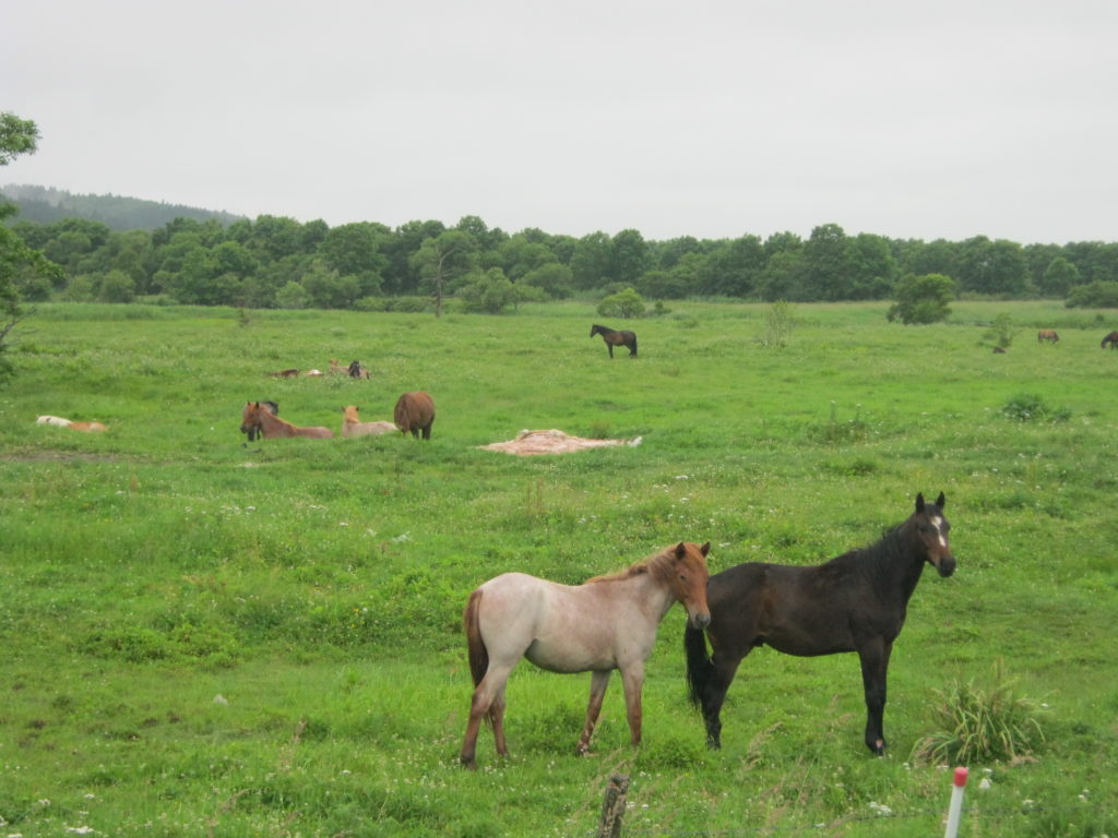 北海道で放牧される馬たち。