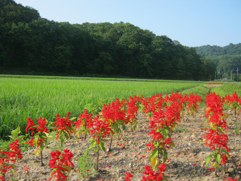 北海道の田園風景。