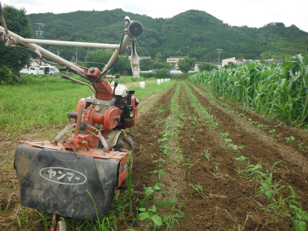 大豆畑を管理機を使って中耕。