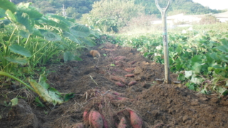 サツマイモの栽培。