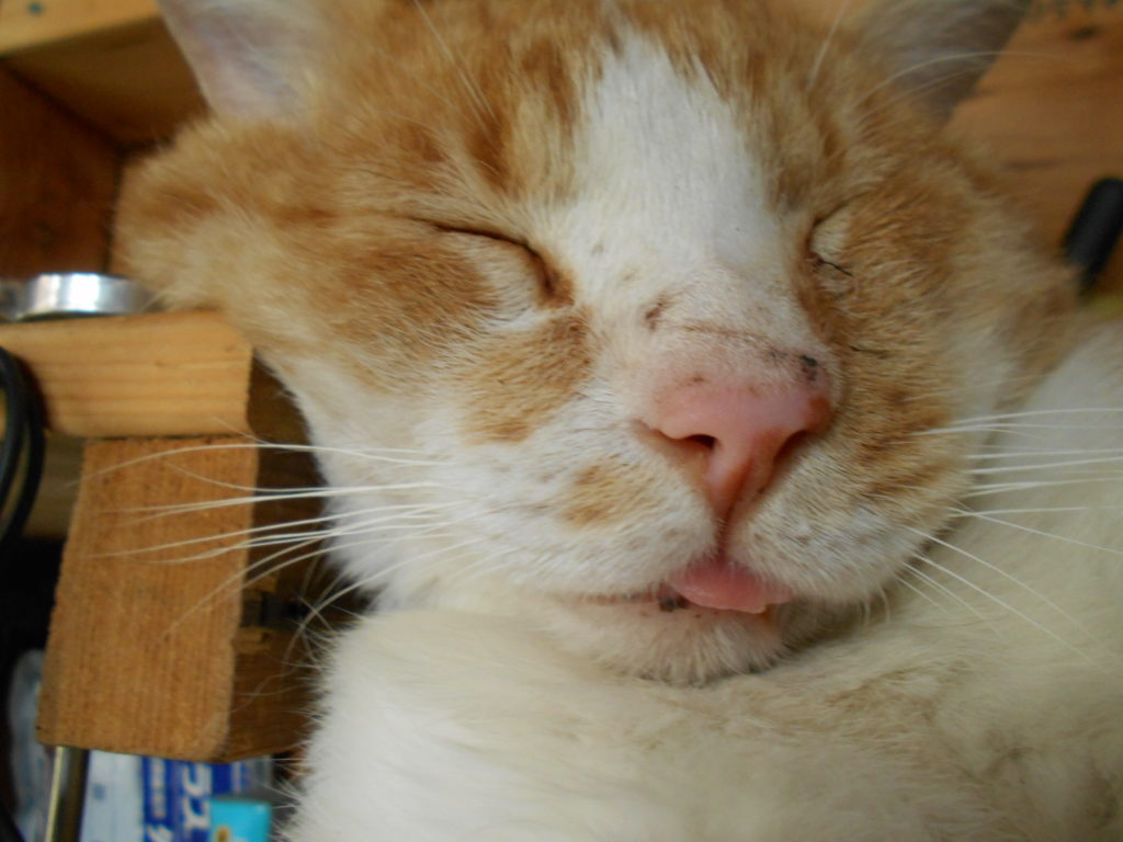 舌を出して眠る茶トラ白猫。