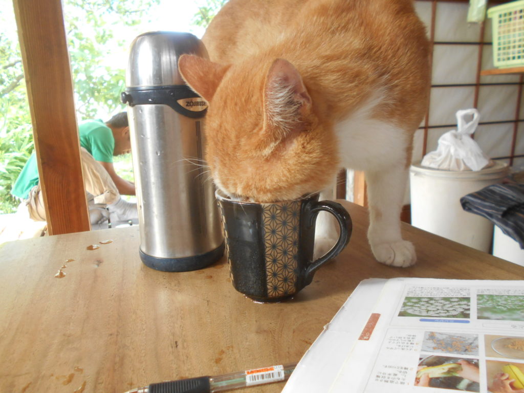 コップのお茶を飲む面白い猫。