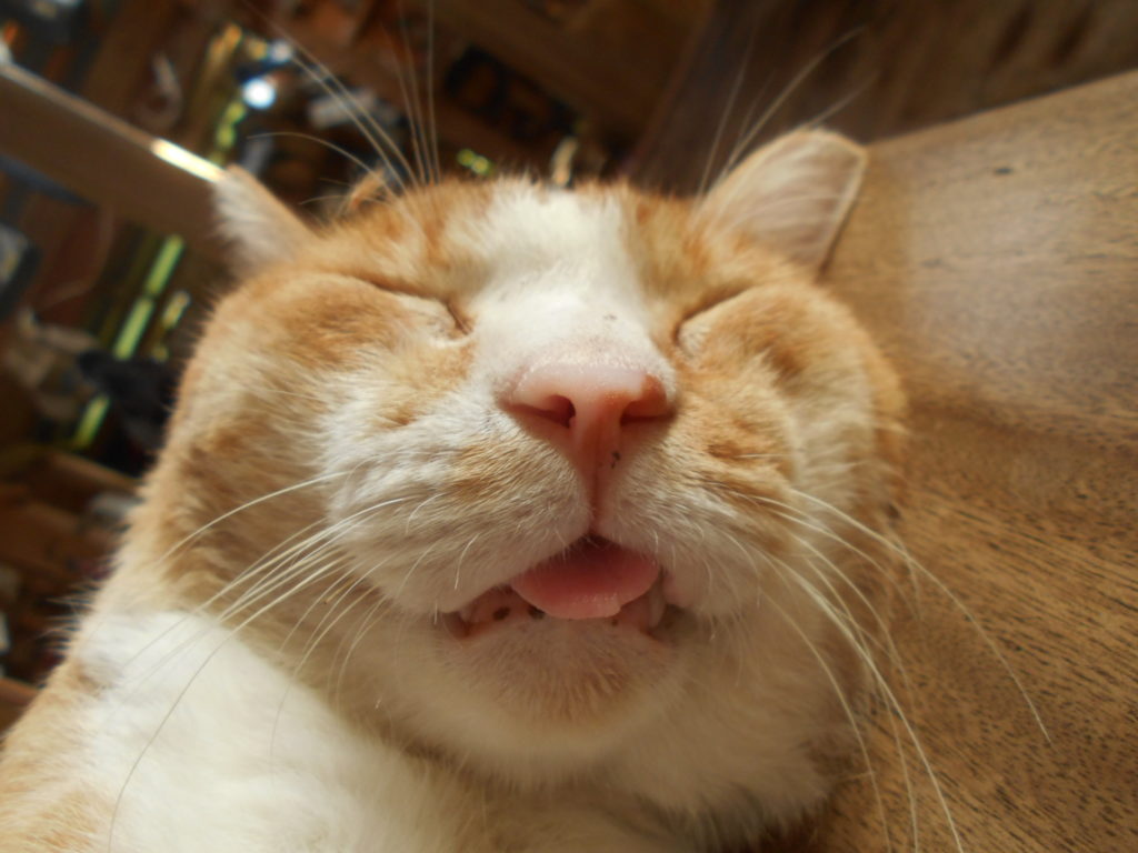舌を出して爆睡中の猫。
