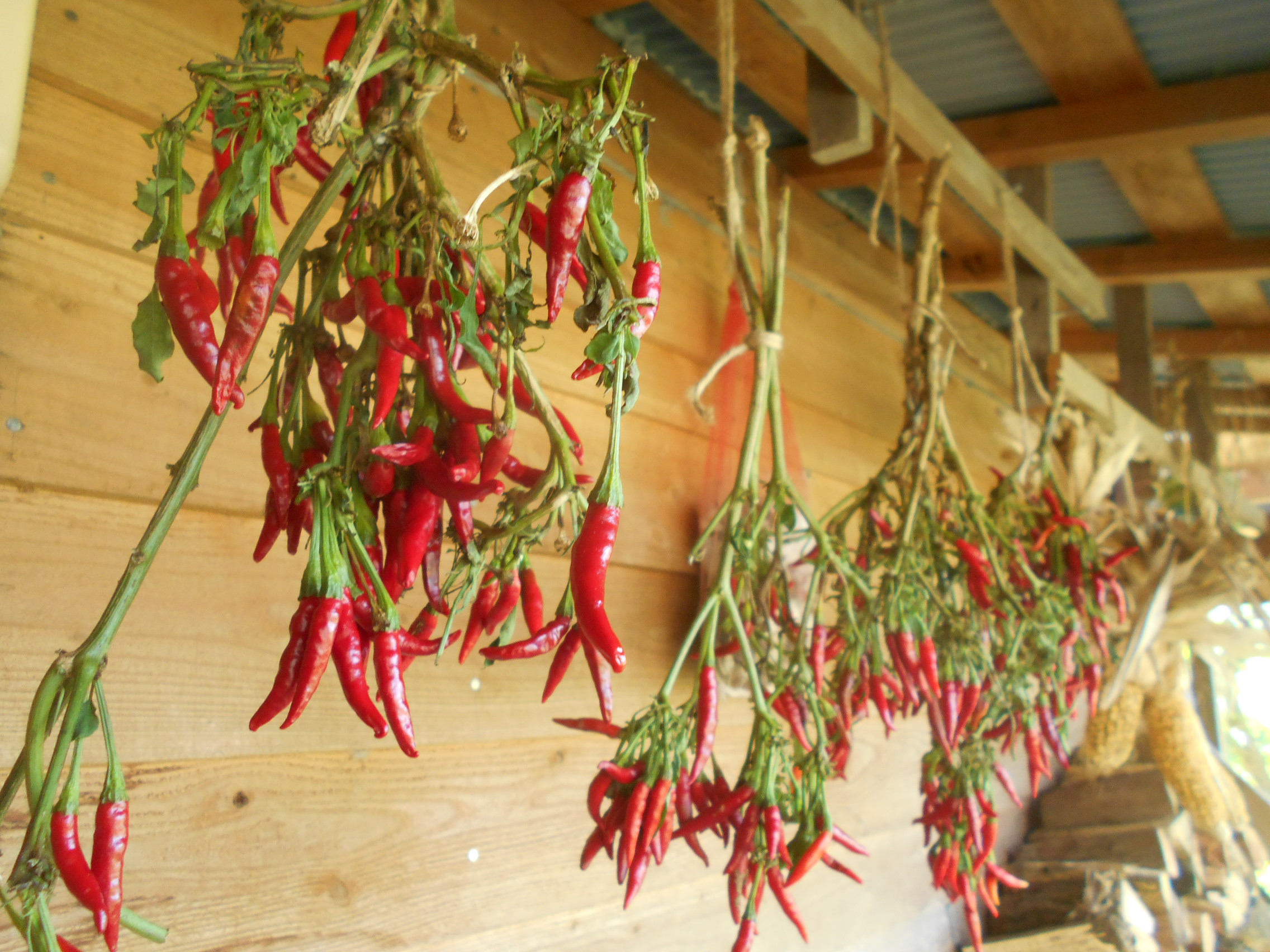 唐辛子を収穫してから 乾燥 保存するまでの様子 自給自足の小さな暮らしーろん農園ー