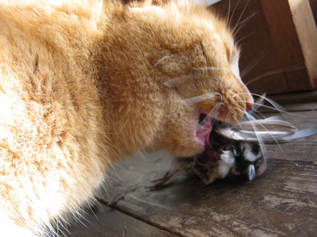 スズメをがぶりと食べる猫のあずき。