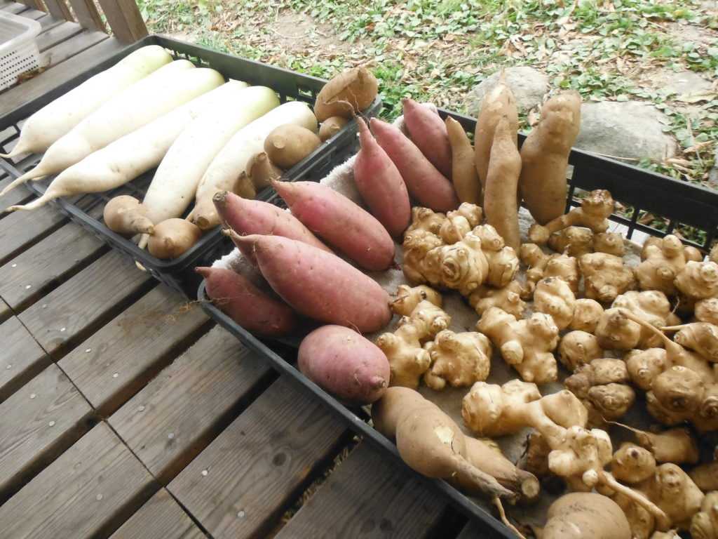 根菜類を収穫して洗う。