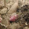 ヤーコンの種芋の保存。