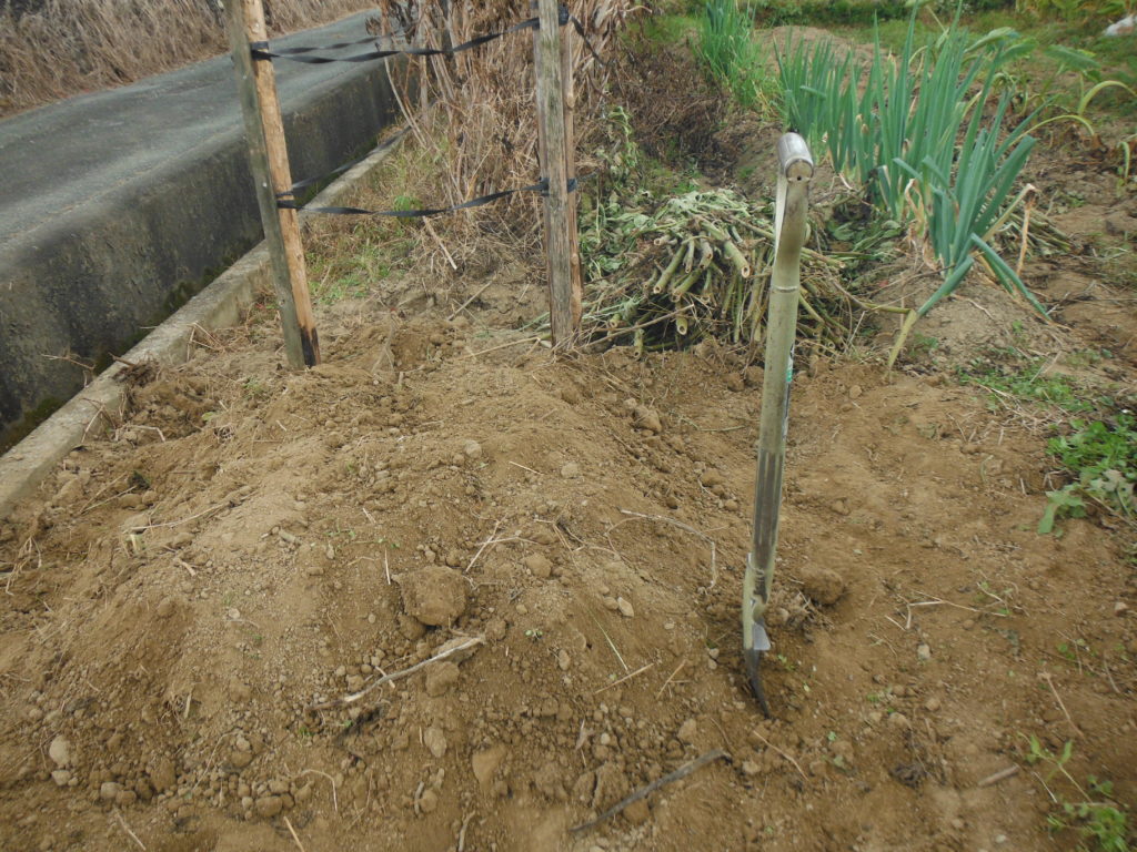 ヤーコンの塊茎を入れた穴に土を被せる。