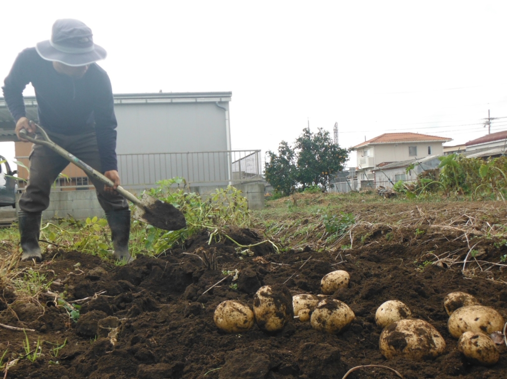 ジャガイモをスコップで掘り上げる。