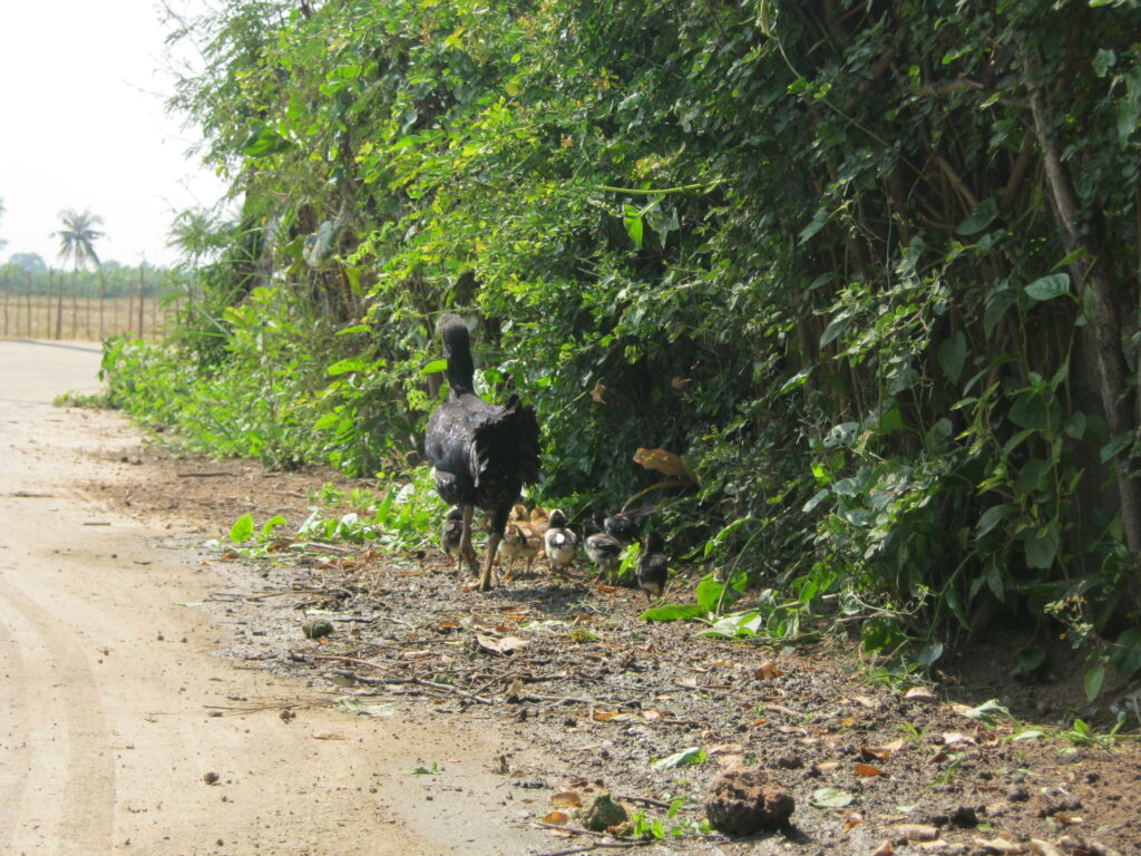 タイの田舎で、鶏の親子を見つける。