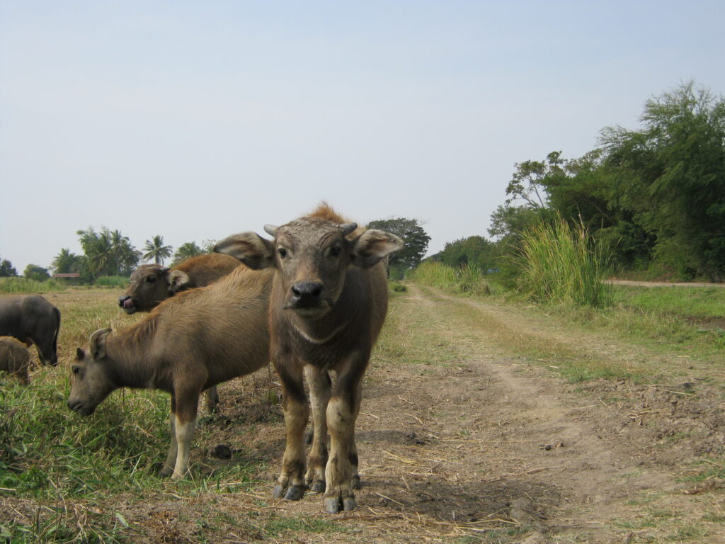 タイの道端で牛を見つける。
