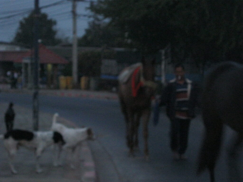 タイの早朝、馬の散歩。