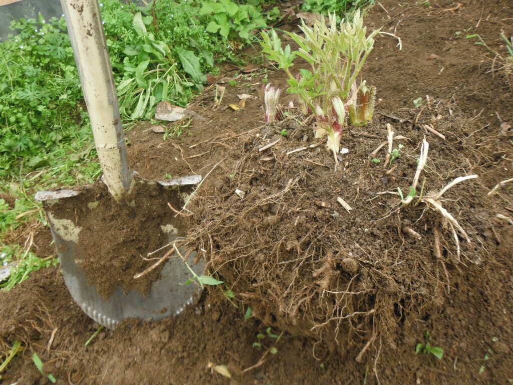 ウドの根株を掘り上げる。