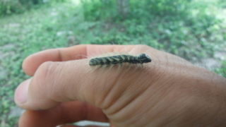 モンクロシャチホコの幼虫を触る。
