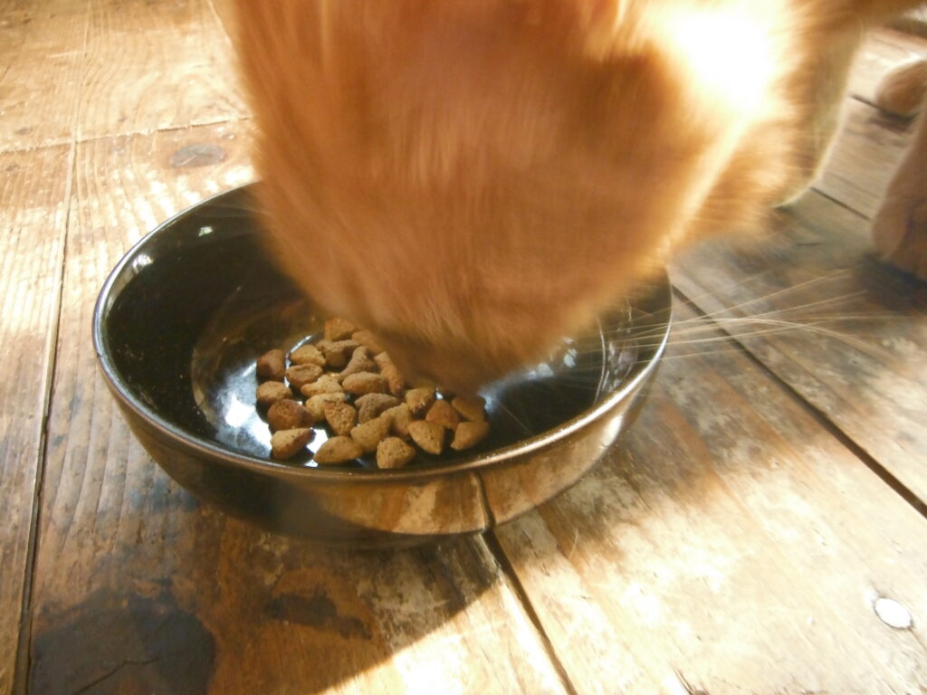 炙ったカリカリを勢いよく食べる猫。