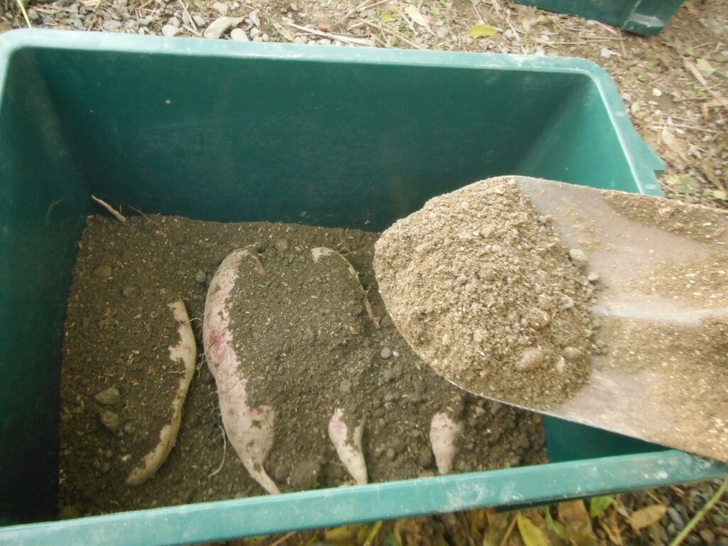 種芋に土を被せる。